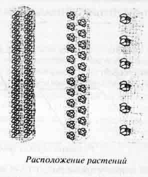 Лепесток - Любительское цветоводство